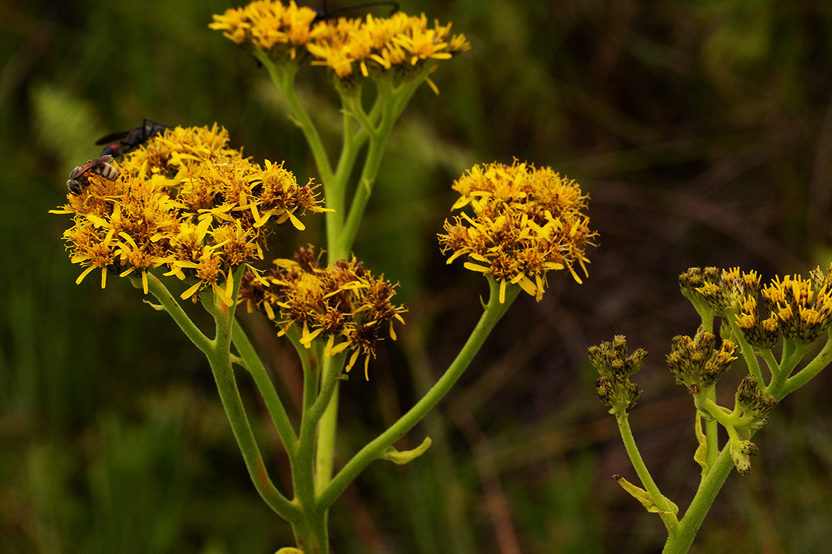 Monactinocephalus paniculatus Monactinocephalus paniculatus