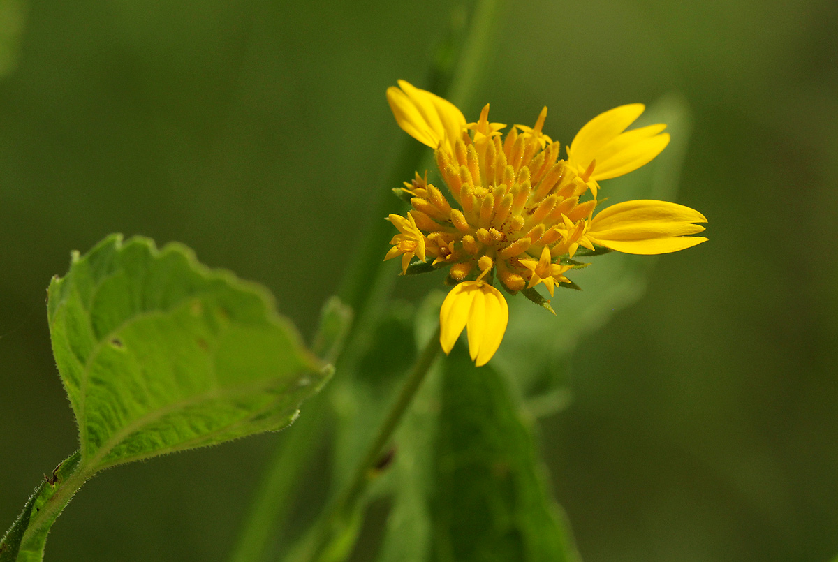 Calostephane divaricata Calostephane divaricata