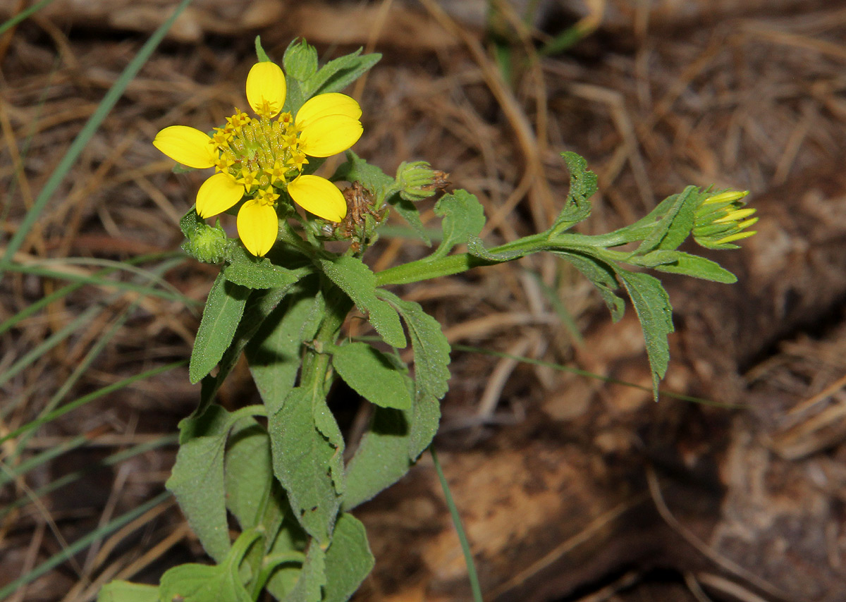 Calostephane divaricata Calostephane divaricata