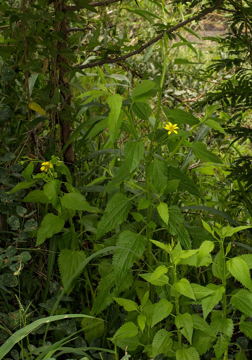 Calostephane divaricata Calostephane divaricata