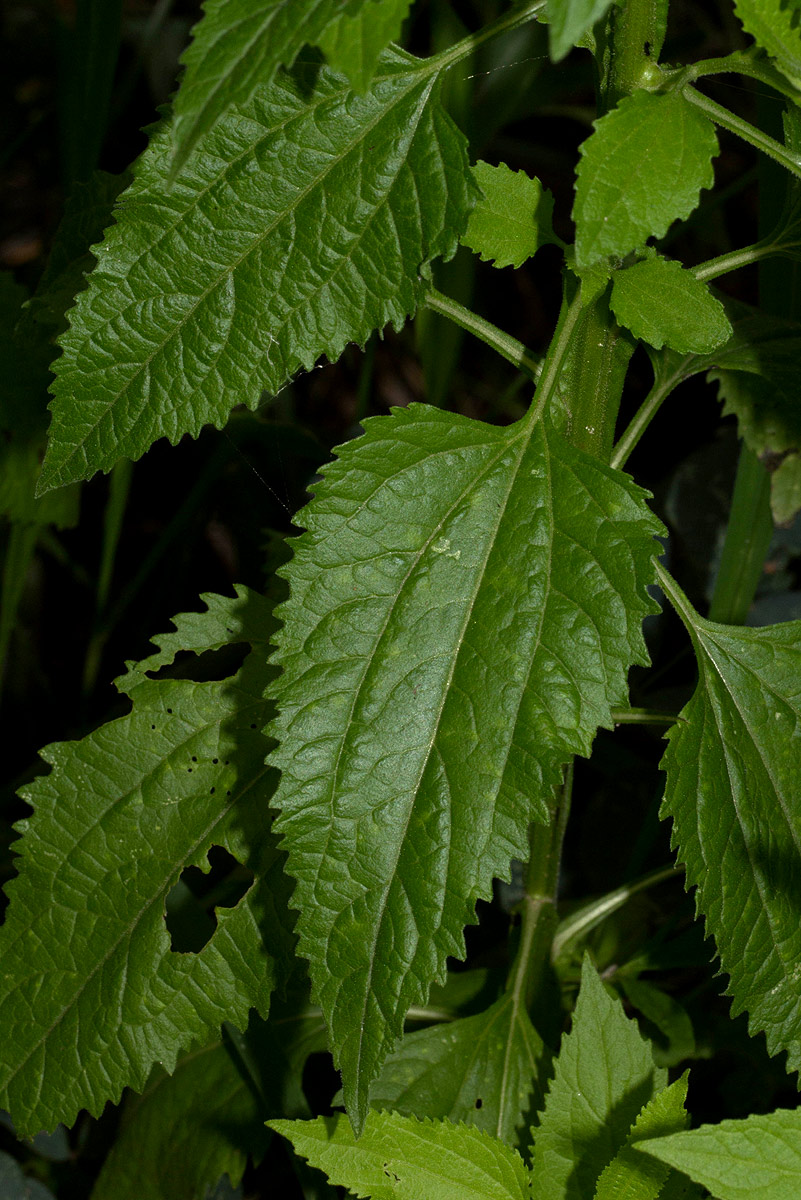 Calostephane divaricata Calostephane divaricata