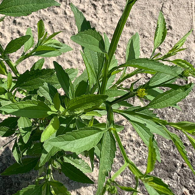 Calostephane divaricata Calostephane divaricata