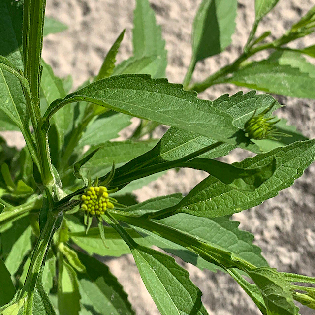 Calostephane divaricata Calostephane divaricata