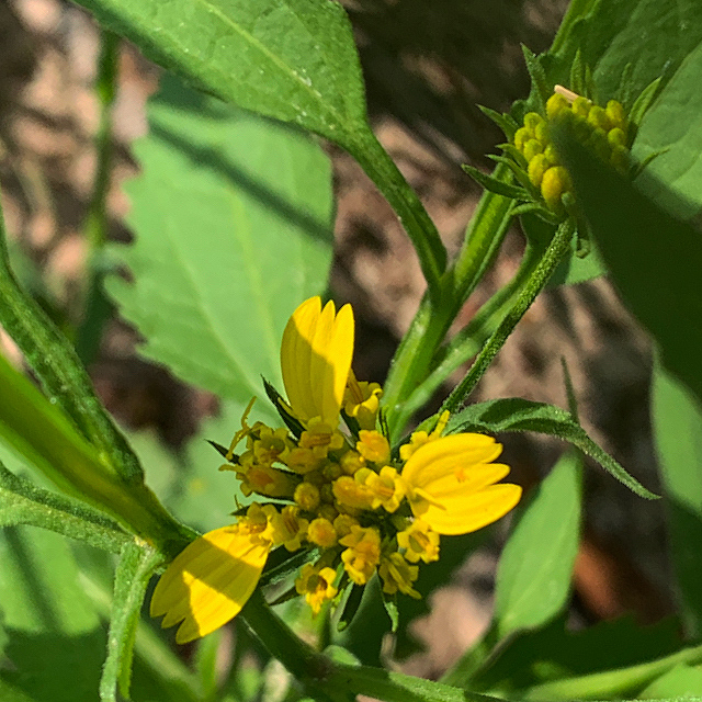 Calostephane divaricata Calostephane divaricata