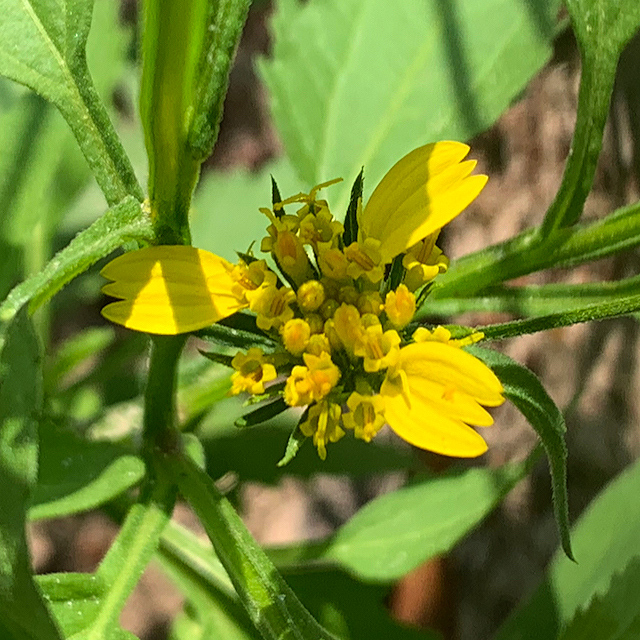 Calostephane divaricata Calostephane divaricata