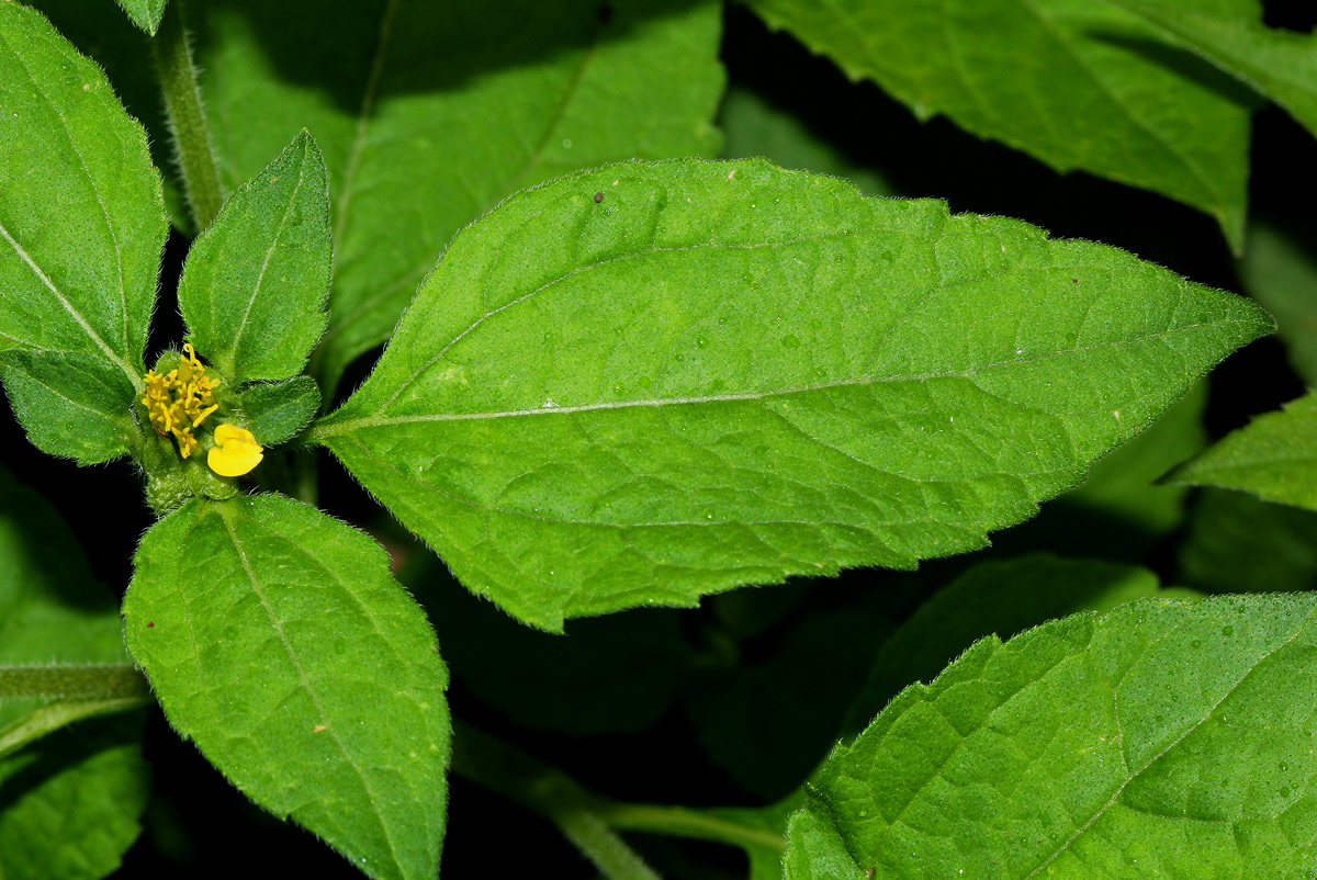Sclerocarpus africanus Sclerocarpus africanus