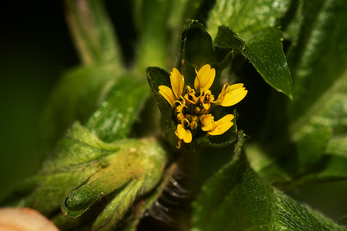 Sclerocarpus africanus Sclerocarpus africanus