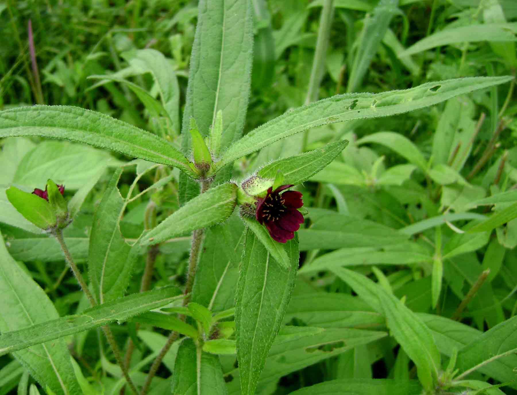 Aspilia kotschyi var. kotschyi Aspilia kotschyi var. kotschyi