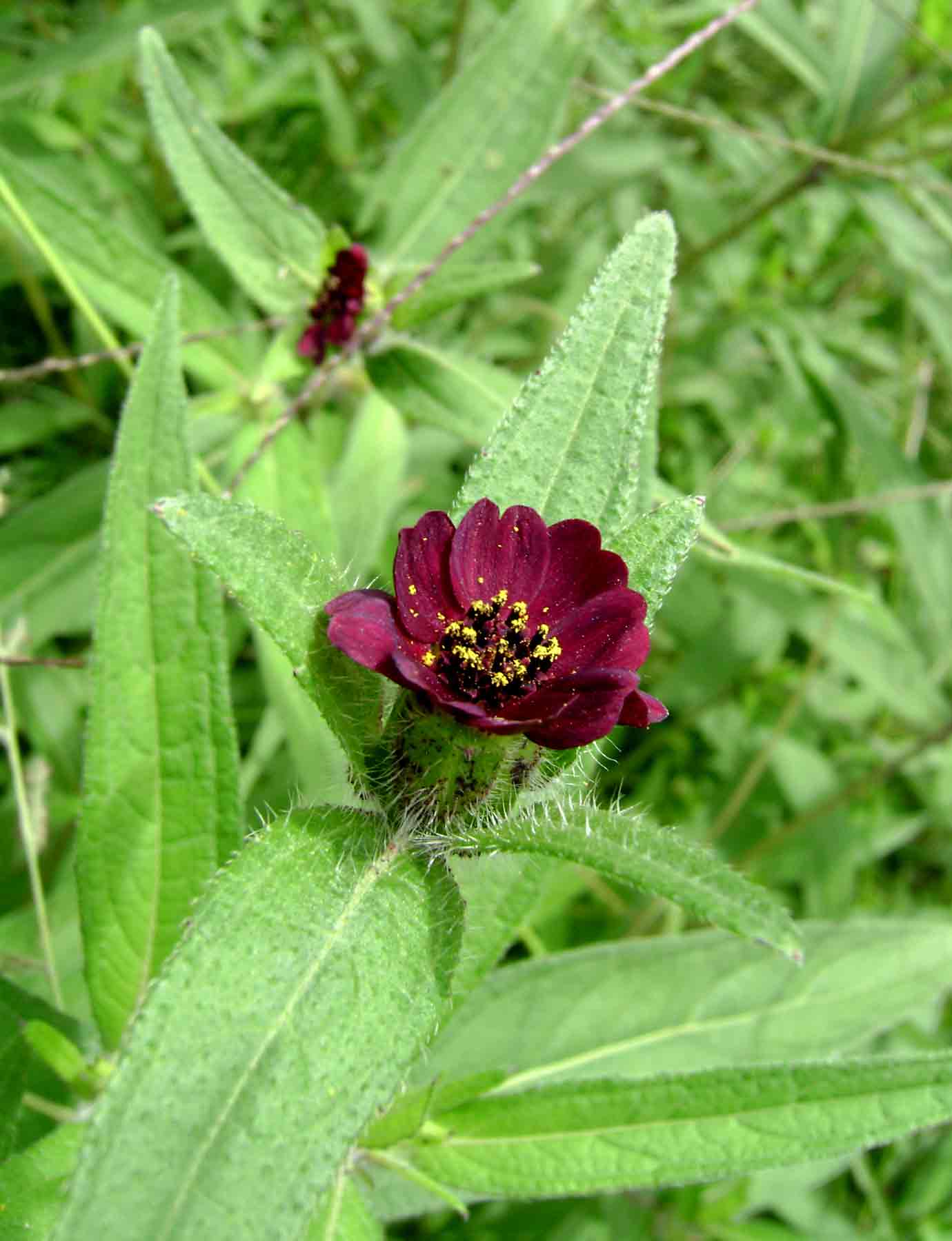 Aspilia kotschyi var. kotschyi Aspilia kotschyi var. kotschyi