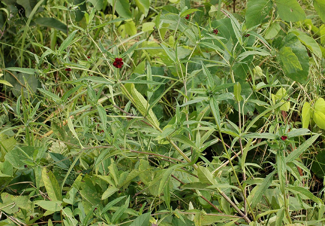 Aspilia kotschyi var. kotschyi Aspilia kotschyi var. kotschyi