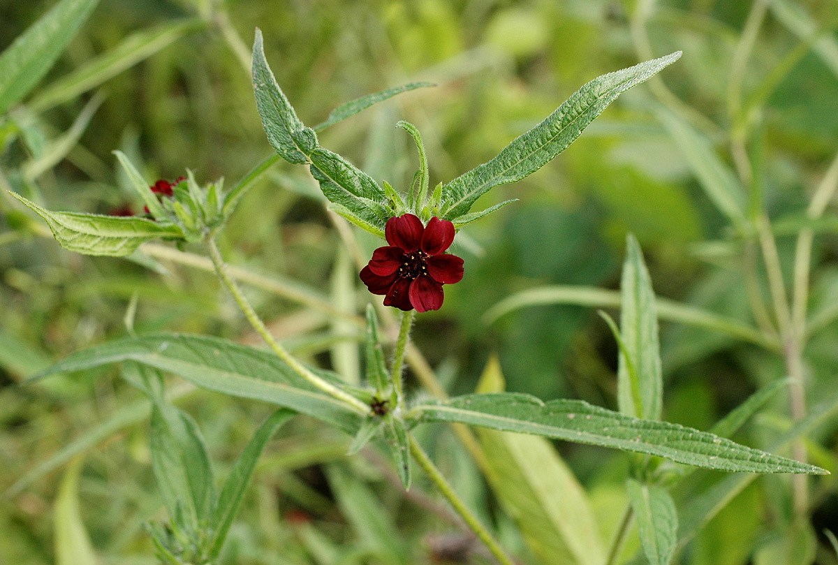Aspilia kotschyi var. kotschyi Aspilia kotschyi var. kotschyi