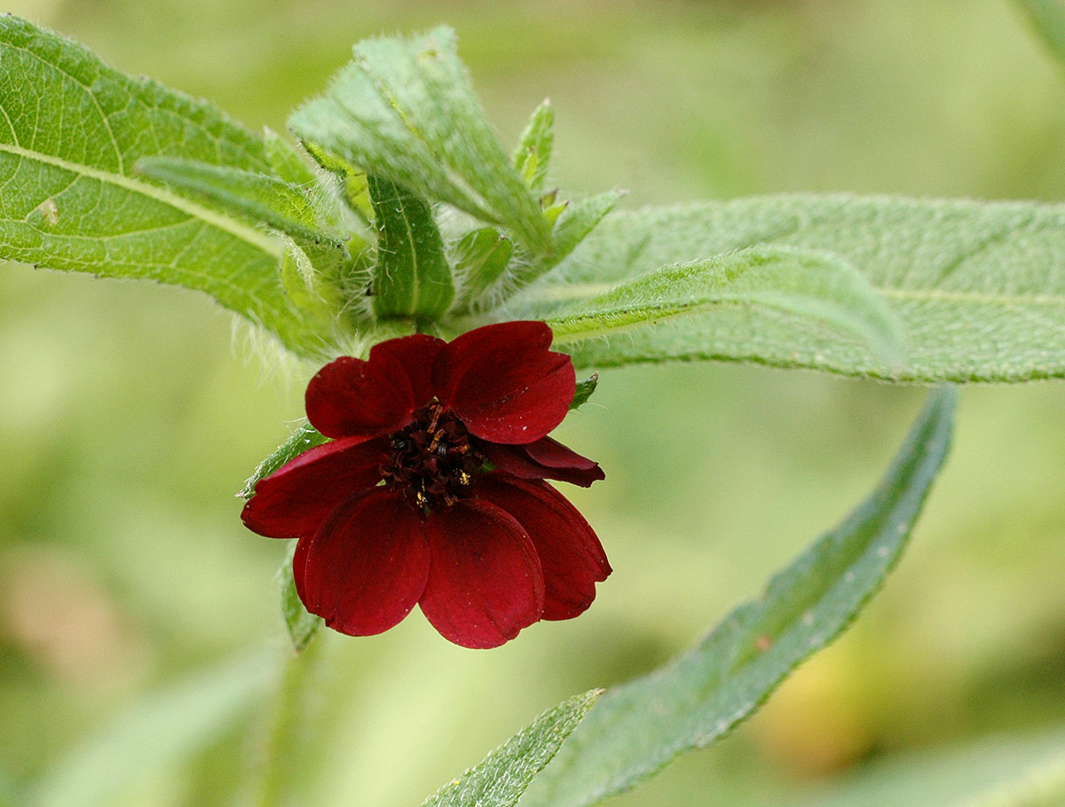 Aspilia kotschyi var. kotschyi Aspilia kotschyi var. kotschyi