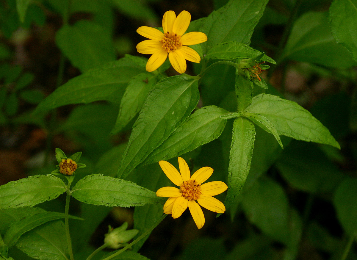 Aspilia mossambicensis Aspilia mossambicensis