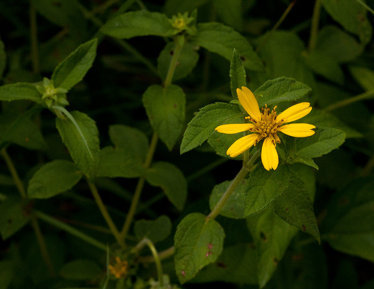 Aspilia pluriseta subsp. pluriseta Aspilia pluriseta subsp. pluriseta