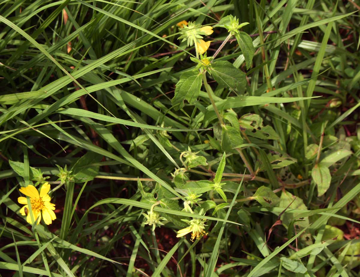 Aspilia pluriseta subsp. pluriseta Aspilia pluriseta subsp. pluriseta