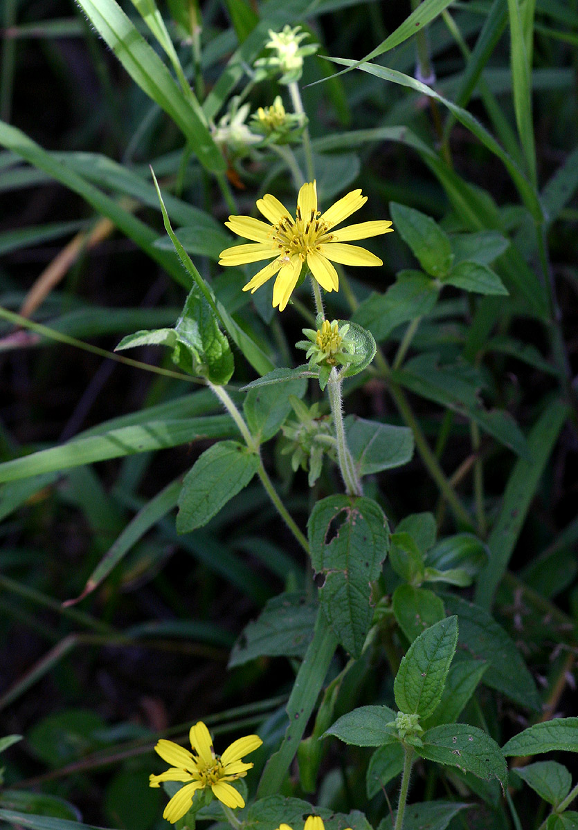 Aspilia pluriseta subsp. pluriseta Aspilia pluriseta subsp. pluriseta