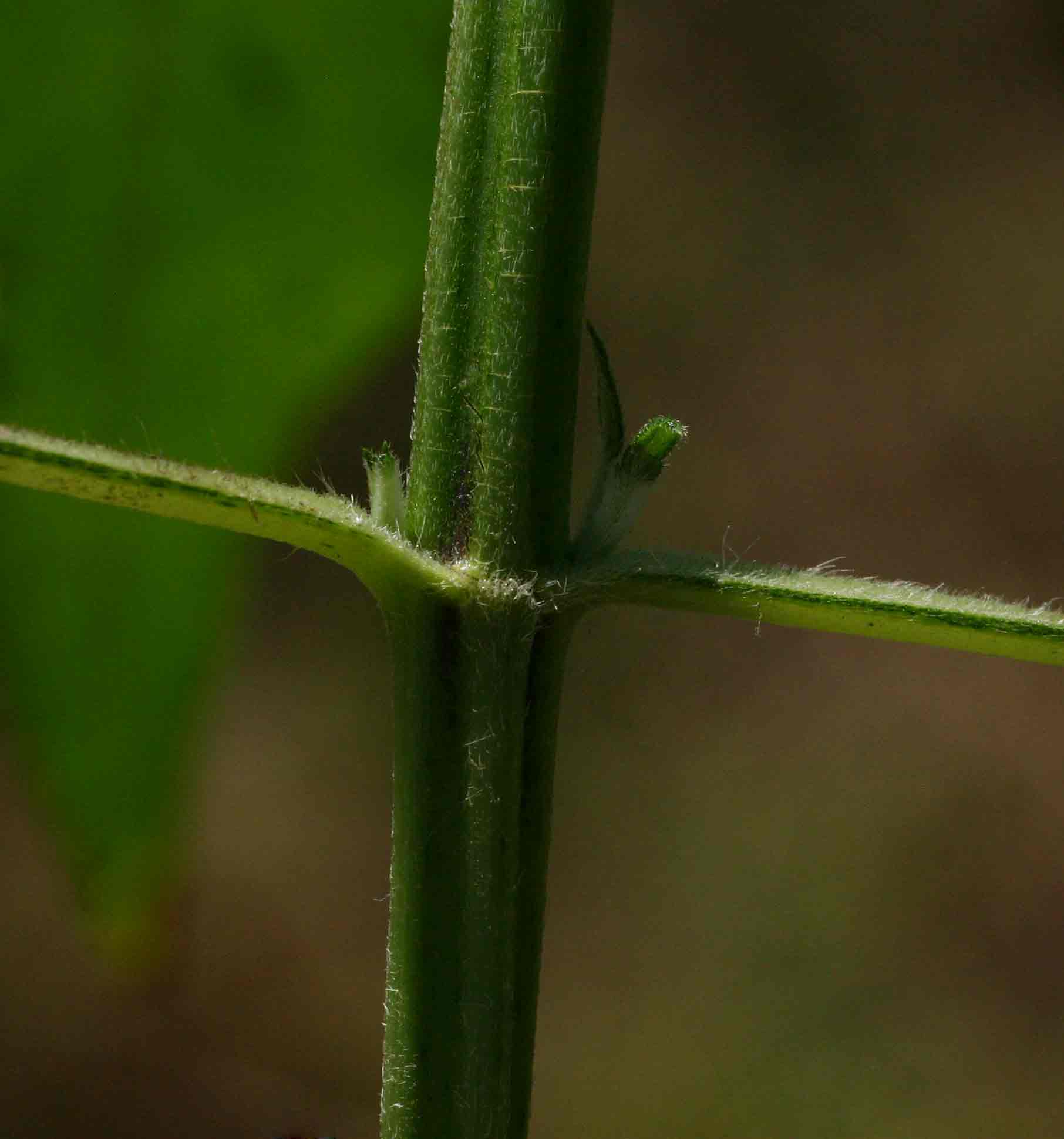 Lipotriche scandens subsp. madagascariensis Lipotriche scandens subsp. madagascariensis