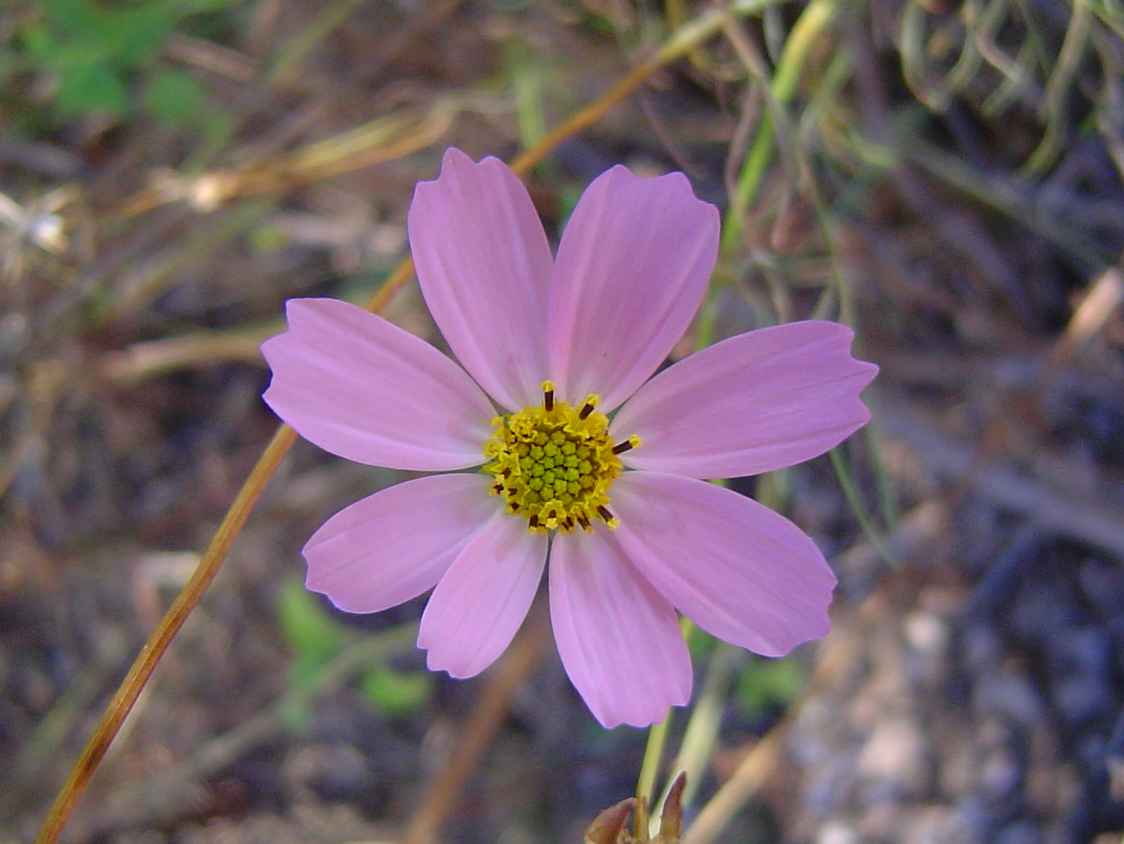 Cosmos bipinnatus Cosmos bipinnatus