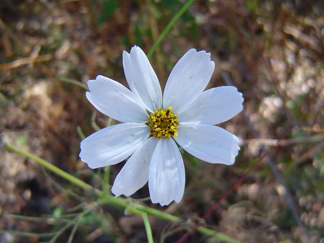 Cosmos bipinnatus Cosmos bipinnatus