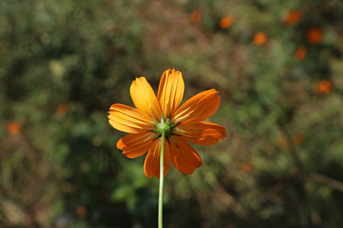 Cosmos sulphureus Cosmos sulphureus