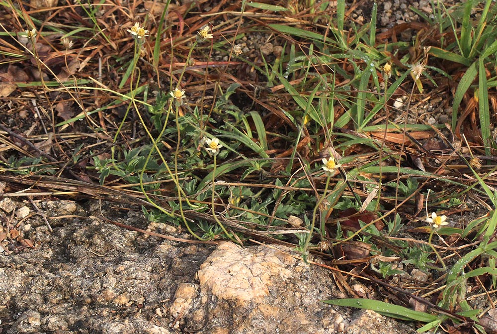 Tridax procumbens Tridax procumbens