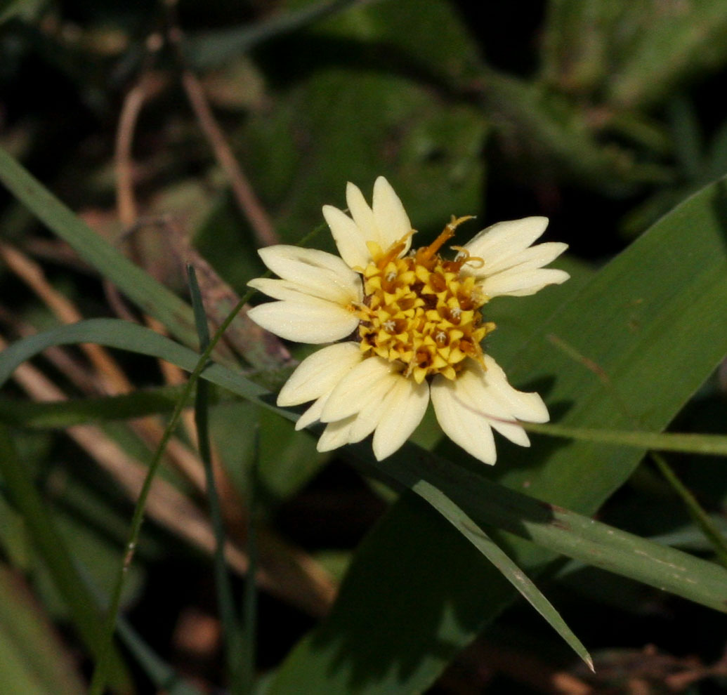 Tridax procumbens Tridax procumbens