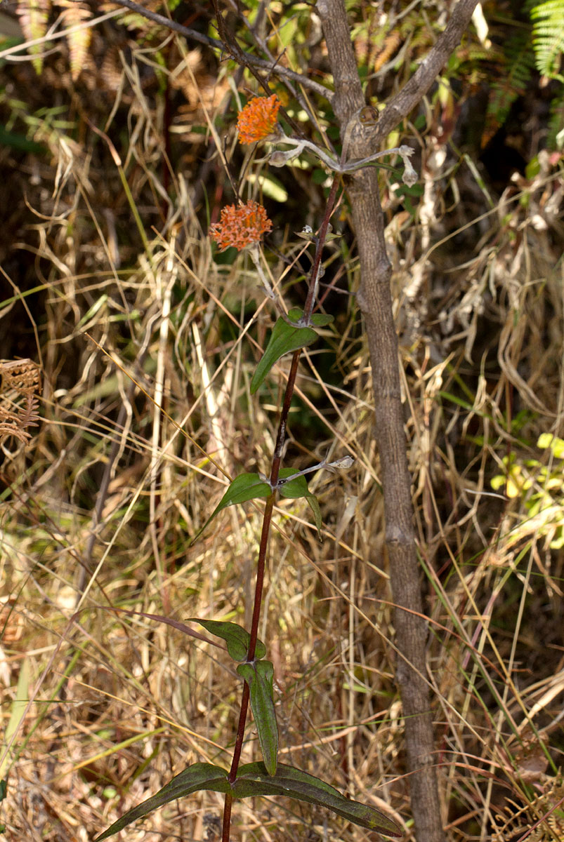Hypericophyllum compositarum Hypericophyllum compositarum