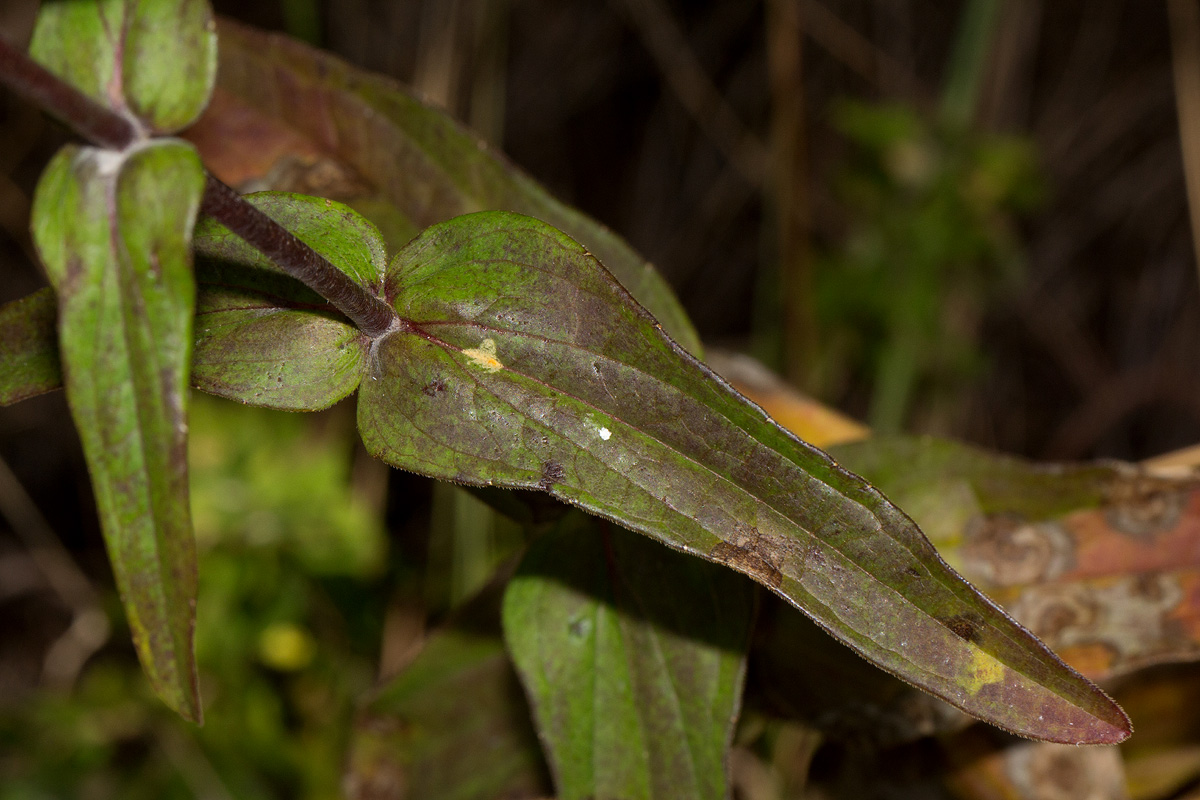 Hypericophyllum compositarum Hypericophyllum compositarum