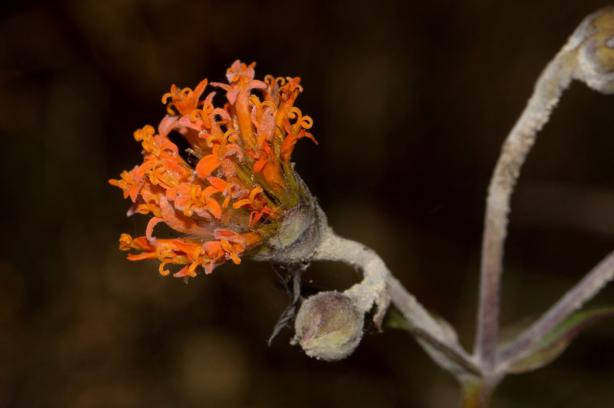 Hypericophyllum compositarum Hypericophyllum compositarum