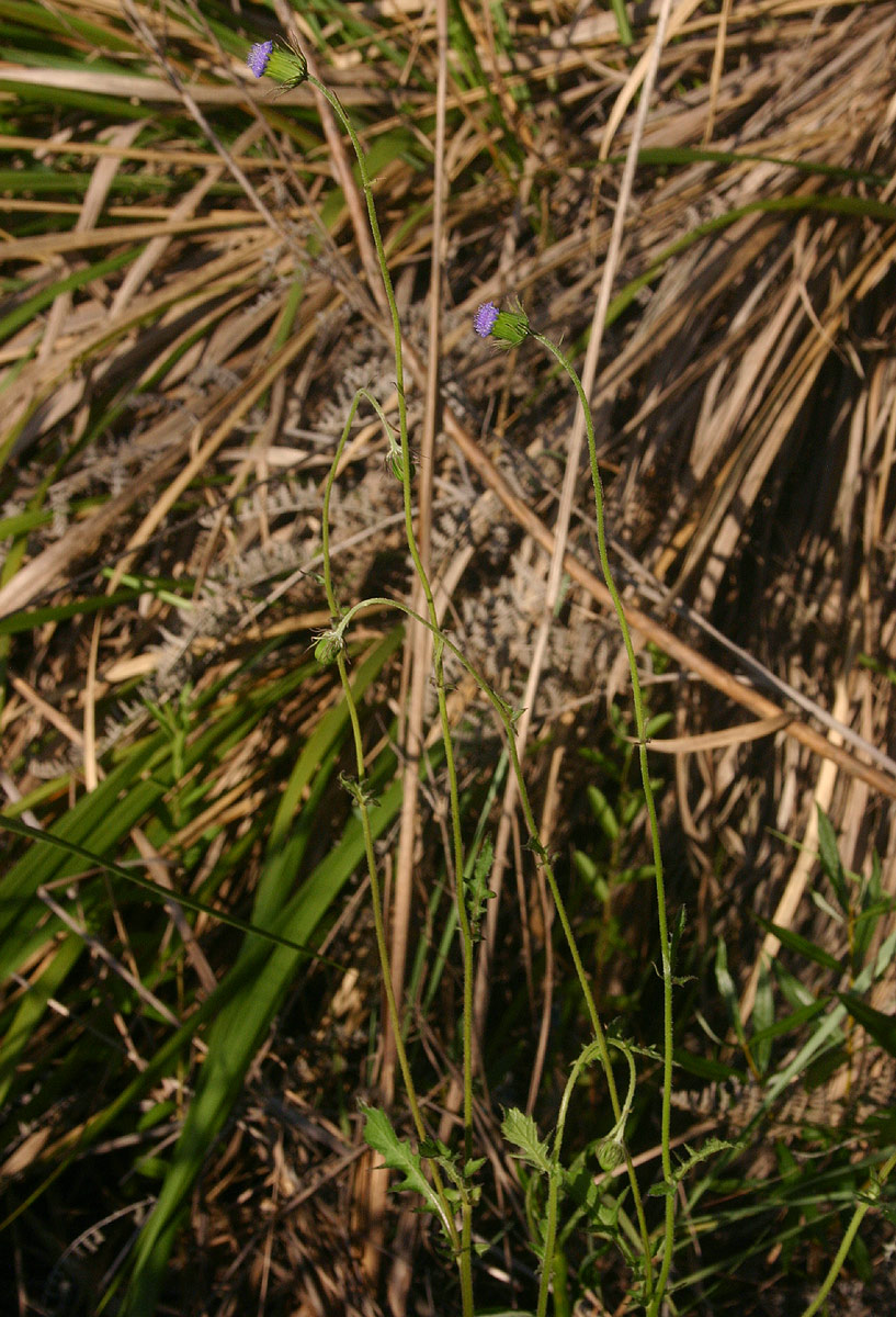 Crassocephalum rubens var. rubens Crassocephalum rubens var. rubens