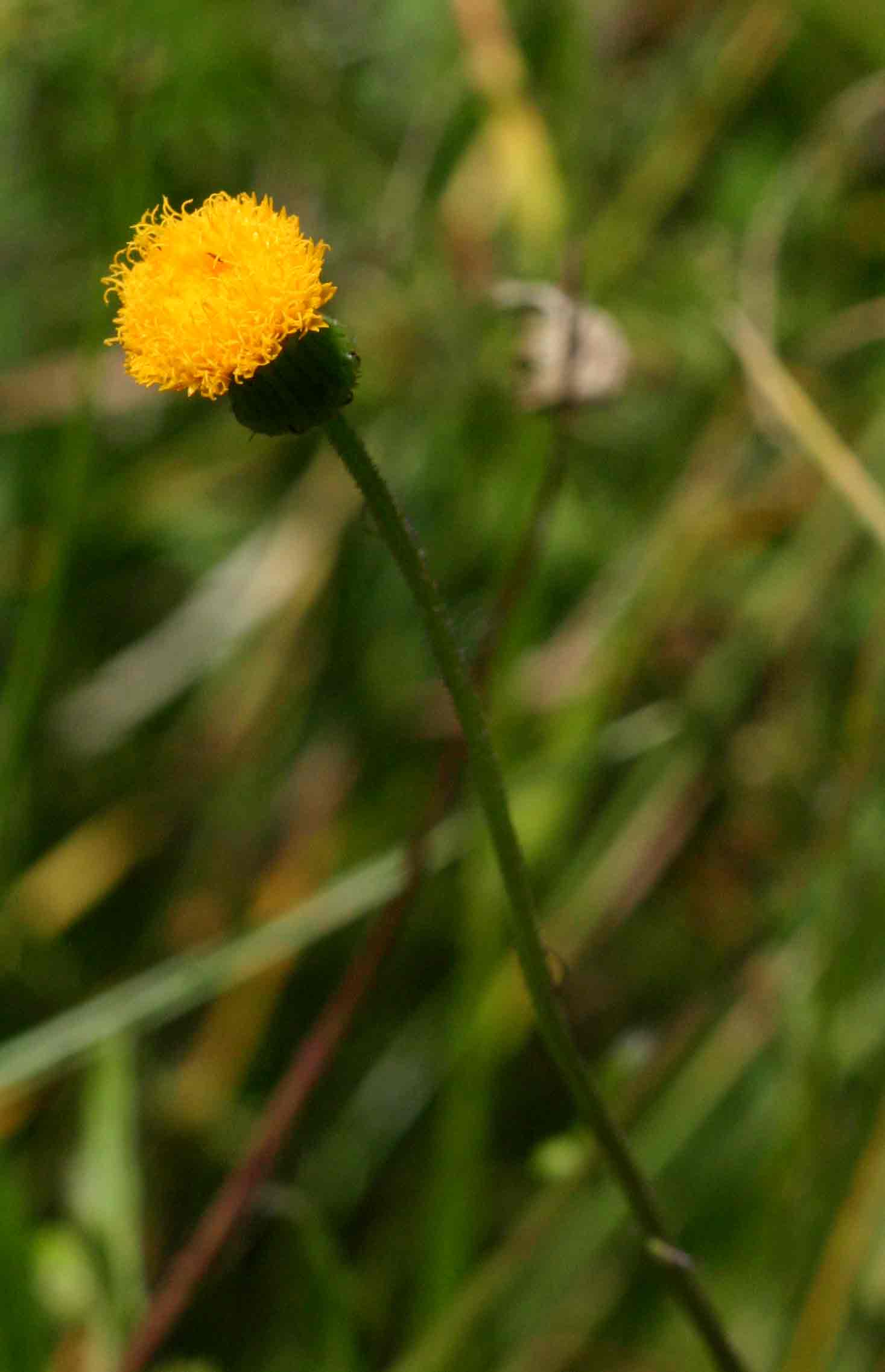 Crassocephalum uvens Crassocephalum uvens