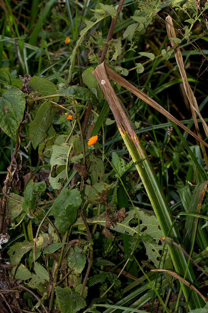 Crassocephalum uvens Crassocephalum uvens