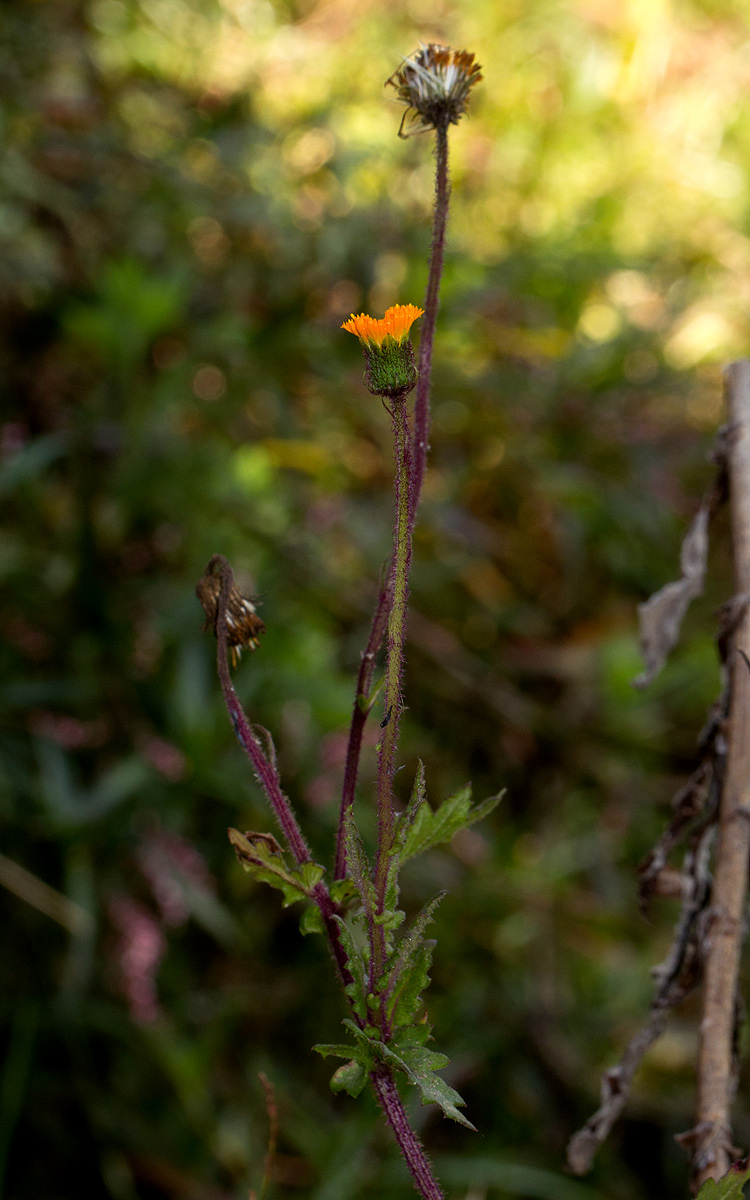 Crassocephalum uvens Crassocephalum uvens