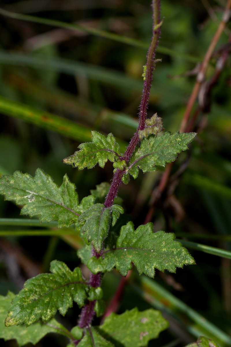 Crassocephalum uvens Crassocephalum uvens