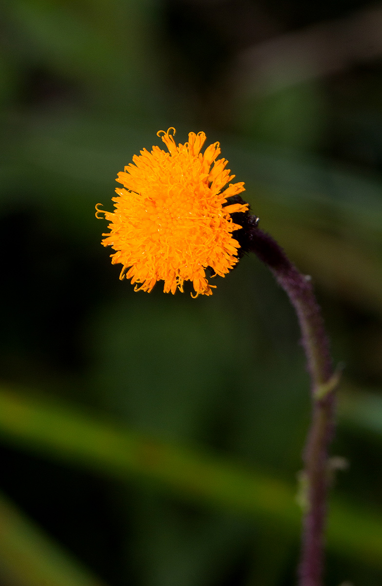 Crassocephalum uvens Crassocephalum uvens