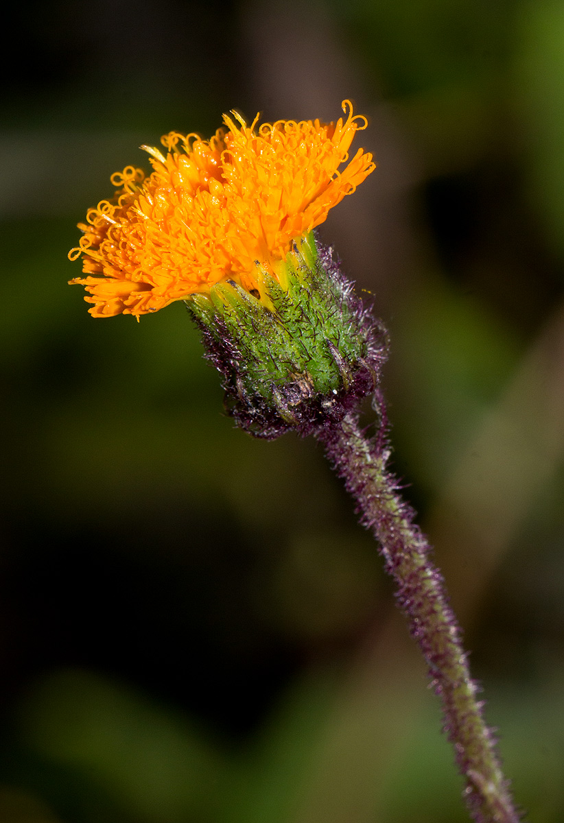 Crassocephalum uvens Crassocephalum uvens