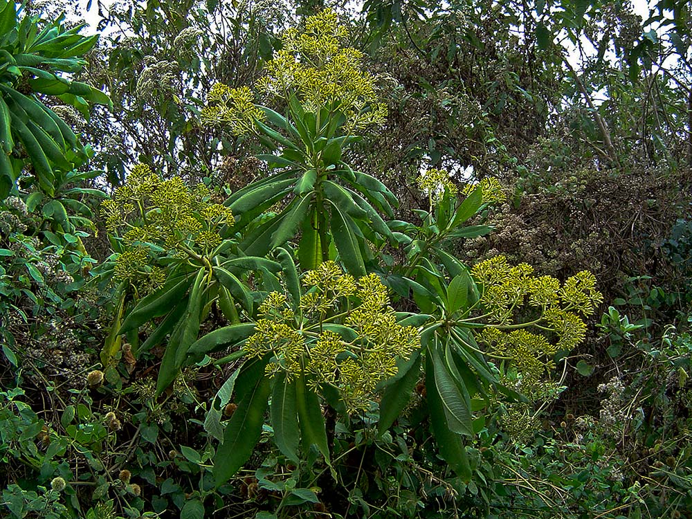 Solanecio mannii Solanecio mannii