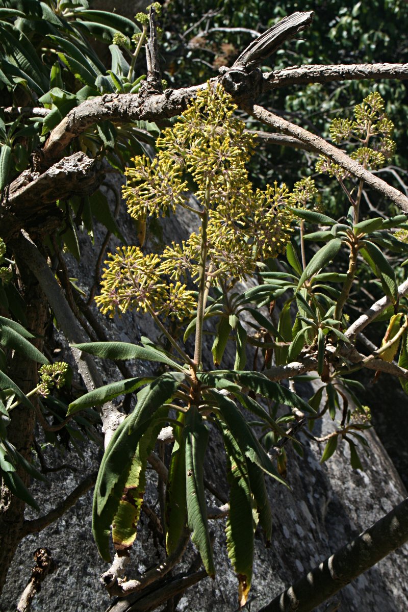 Solanecio mannii Solanecio mannii