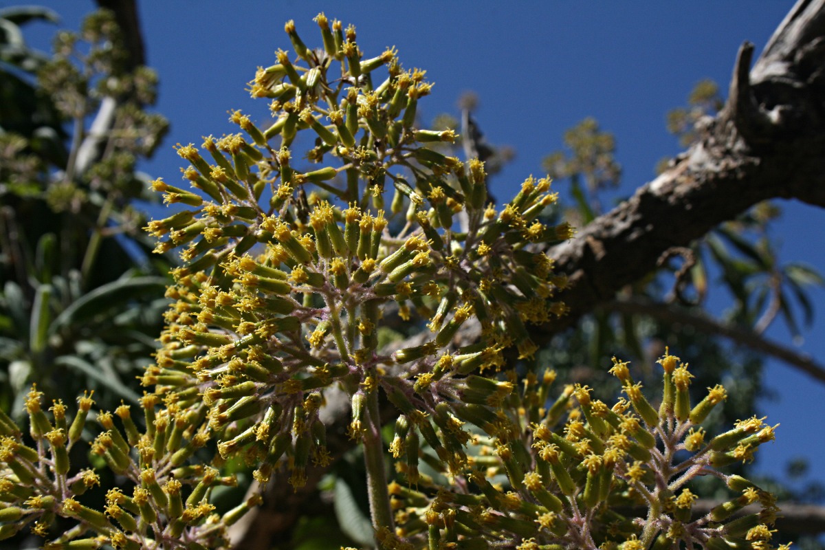 Solanecio mannii Solanecio mannii