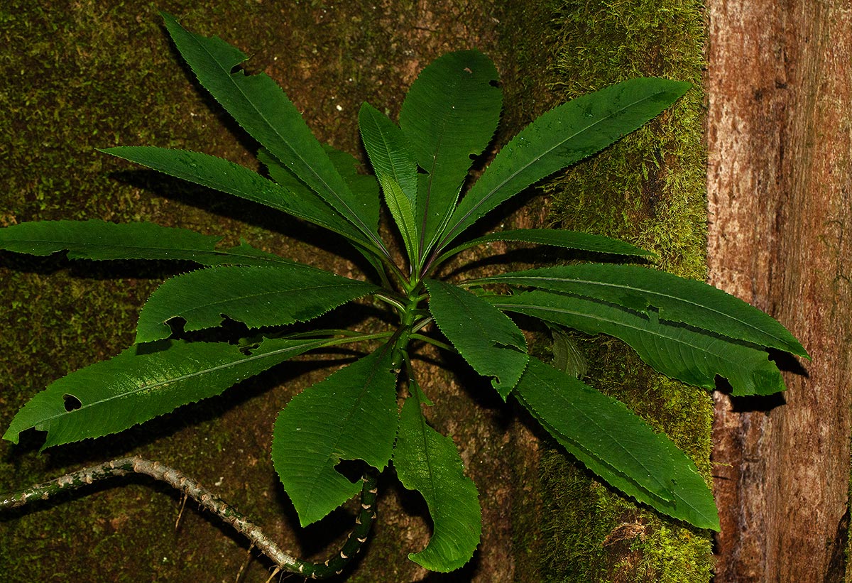 Solanecio mannii Solanecio mannii