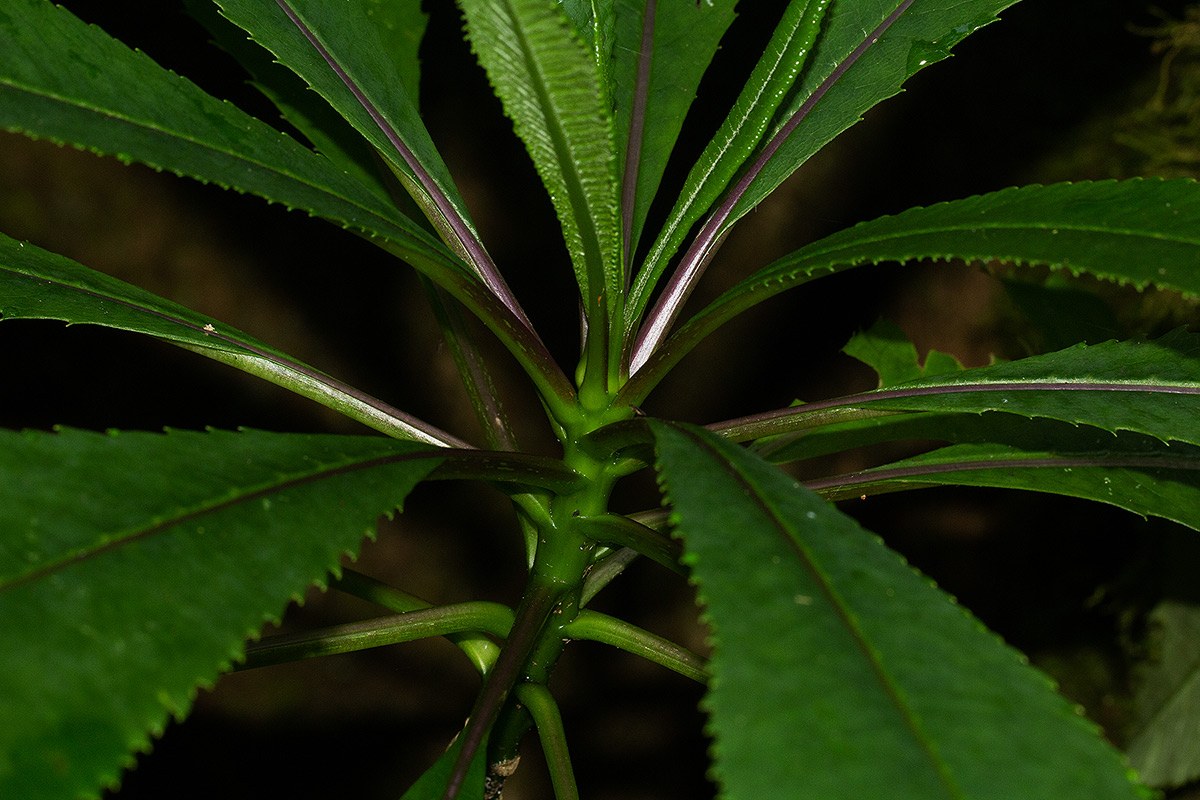 Solanecio mannii Solanecio mannii