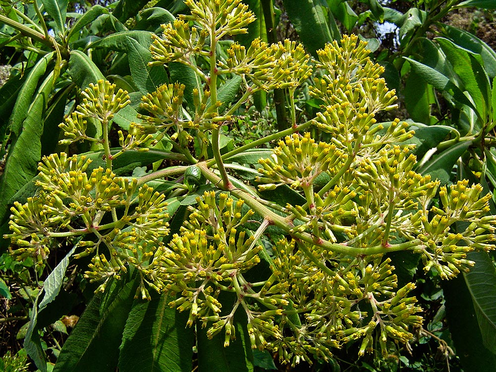 Solanecio mannii Solanecio mannii