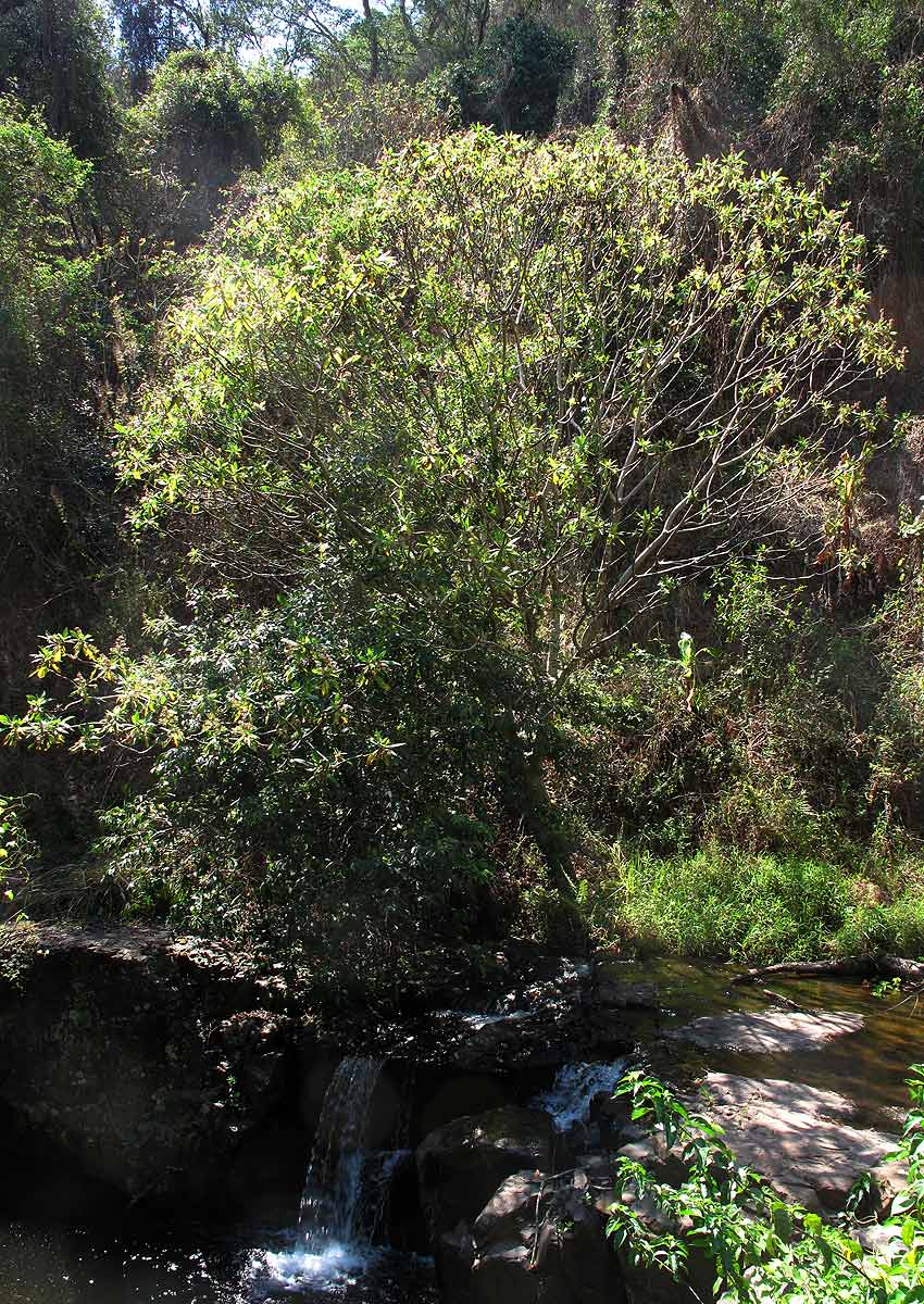 Solanecio mannii Solanecio mannii