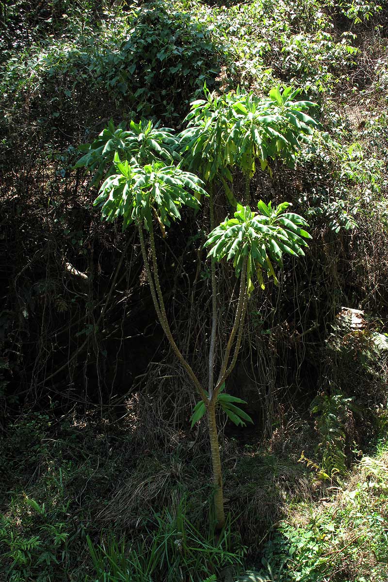 Solanecio mannii Solanecio mannii