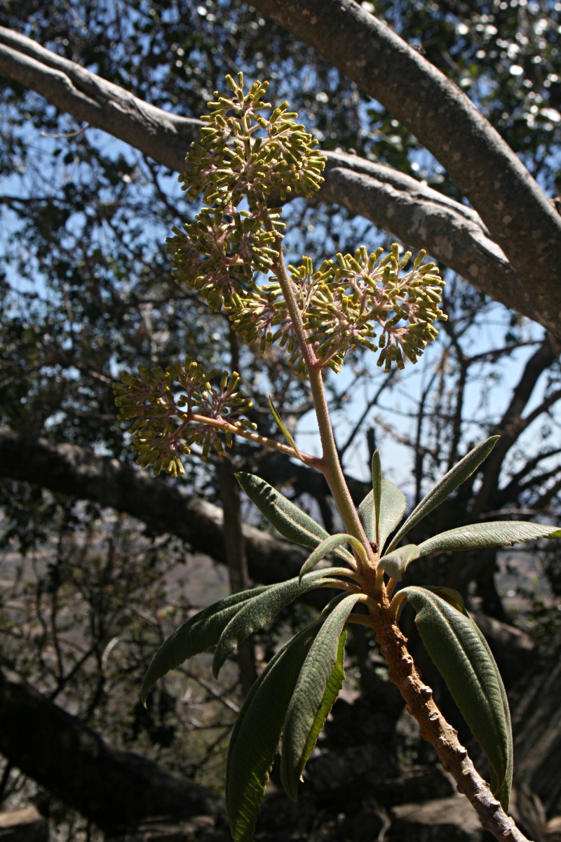 Solanecio mannii Solanecio mannii