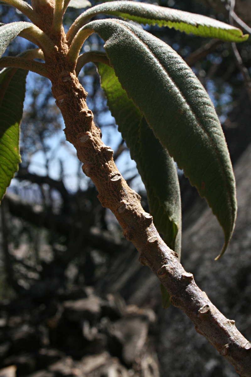 Solanecio mannii Solanecio mannii