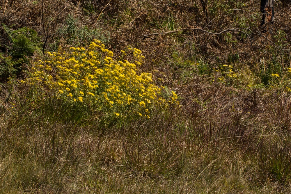 Cineraria deltoidea Cineraria deltoidea