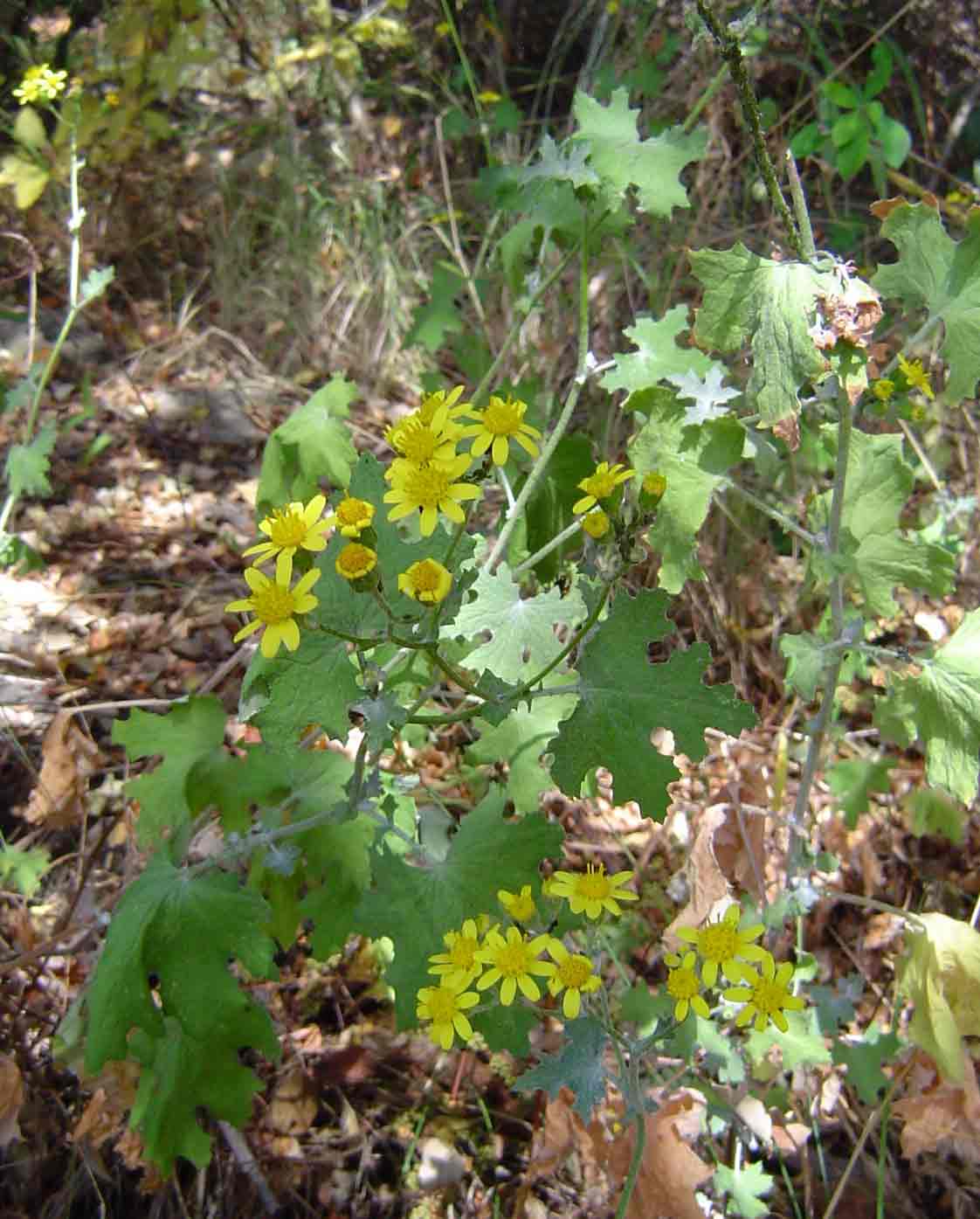 Cineraria mazoensis var. mazoensis Cineraria mazoensis var. mazoensis