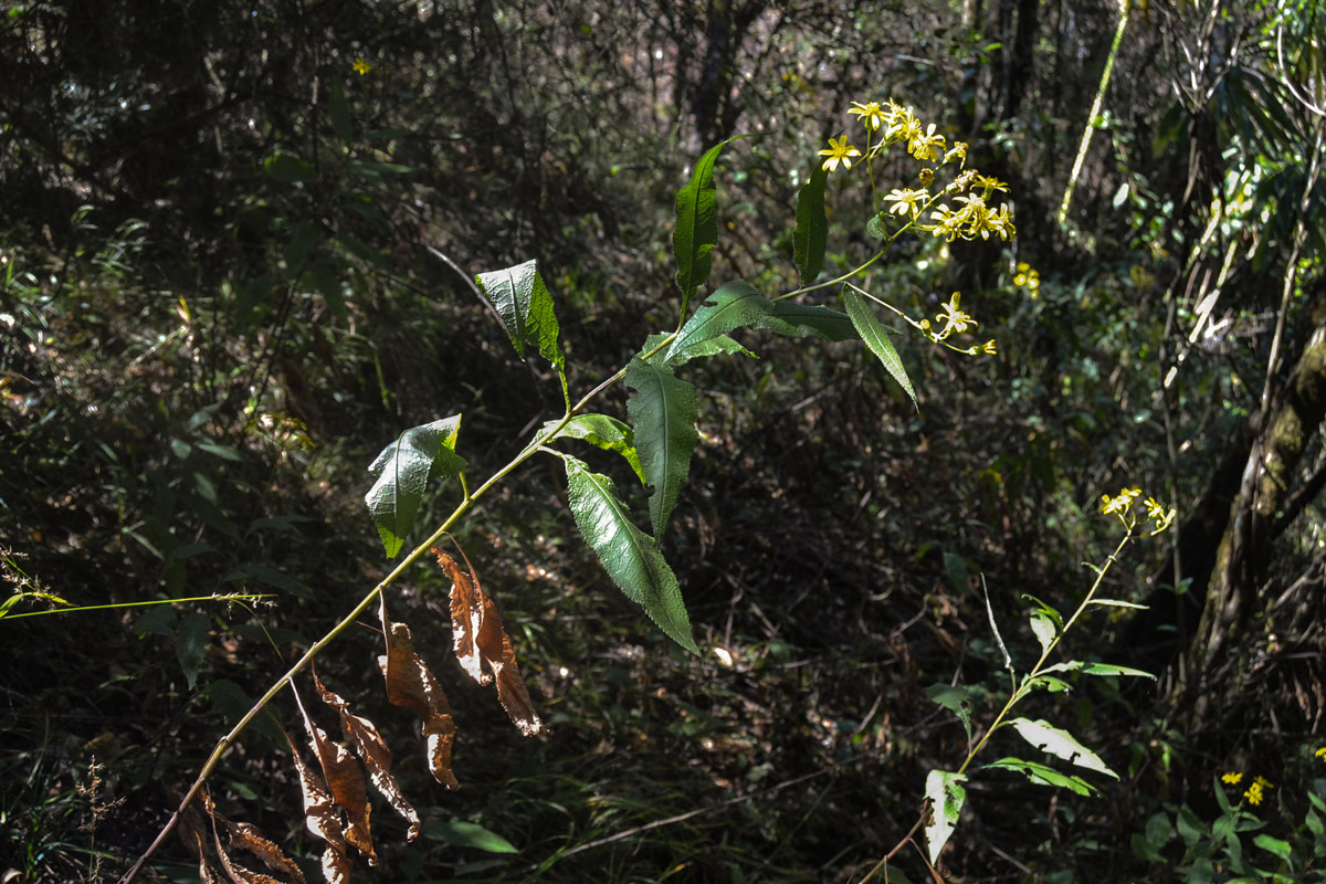 Senecio inornatus Senecio inornatus