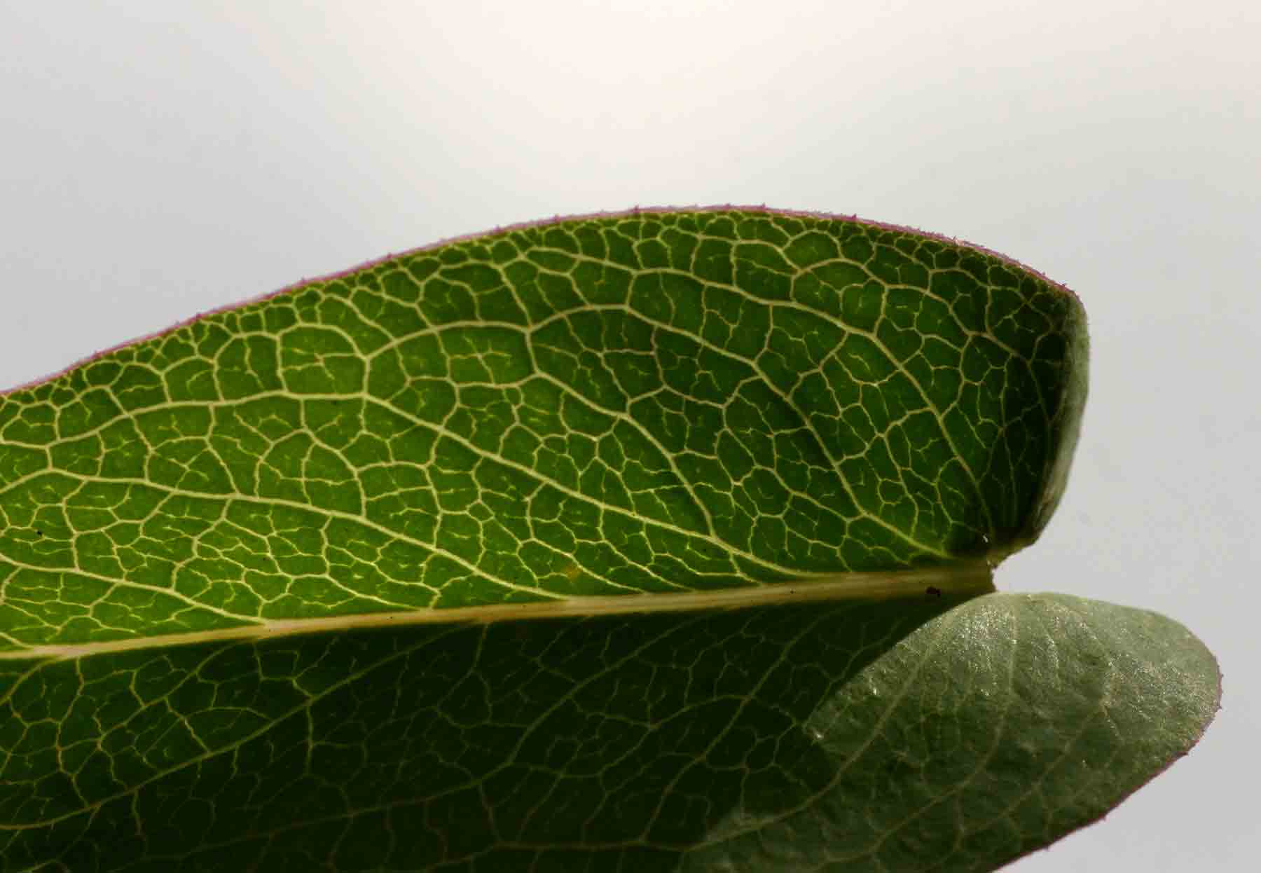 Senecio venosus Senecio venosus